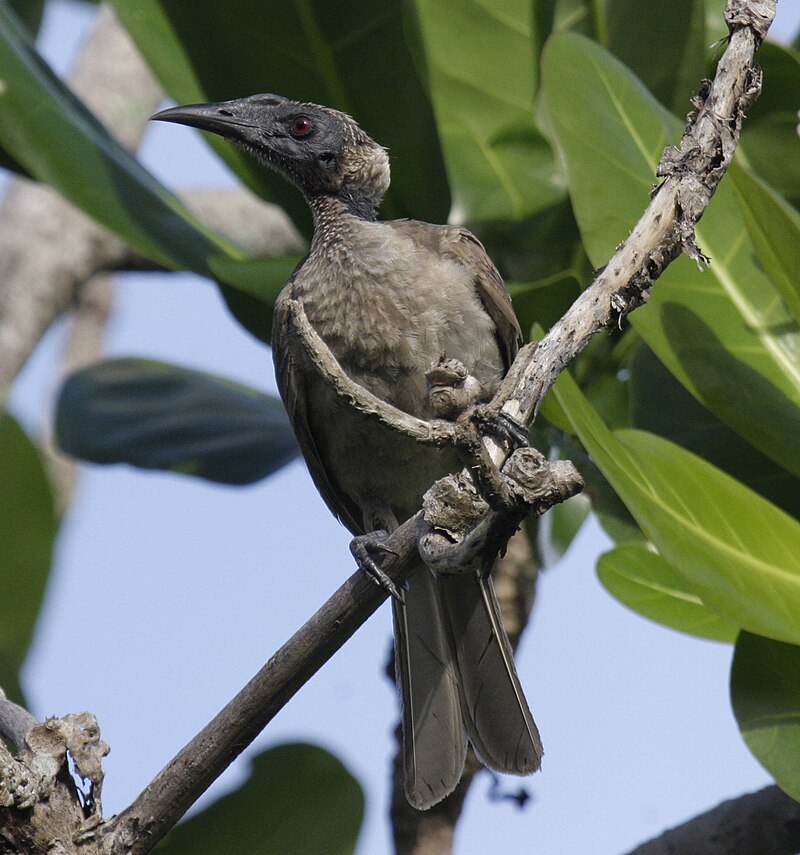 Helmeted Friarbird (Philemon buceroides) photo
