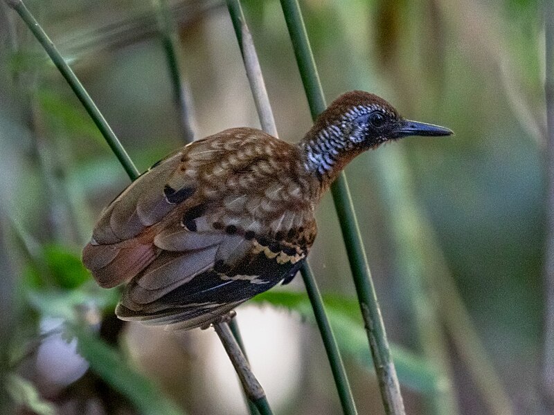 Wing-banded Antbird (Myrmornis torquata) photo