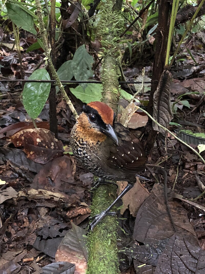 Rufous-crowned Antpitta (Pittasoma rufopileatum) photo