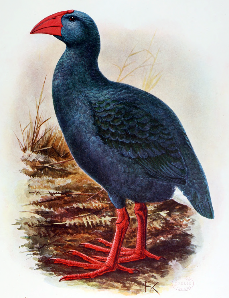 Reunion Gallinule (Porphyrio caerulescens) photo