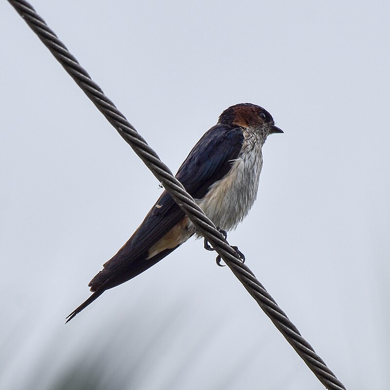 Streak-throated Swallow (Petrochelidon fluvicola) photo