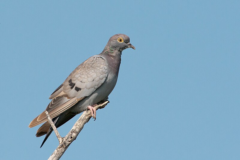 Yellow-eyed Pigeon (Columba eversmanni) photo