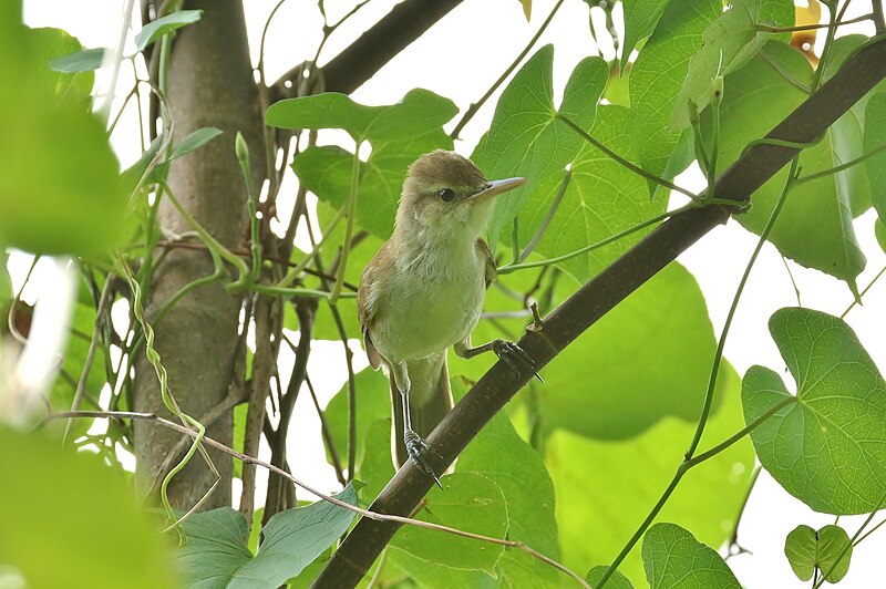 Caroline Reed Warbler (Acrocephalus syrinx) photo