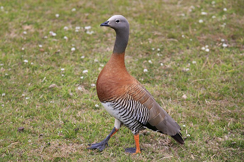 Ashy-headed Goose (Chloephaga poliocephala) photo