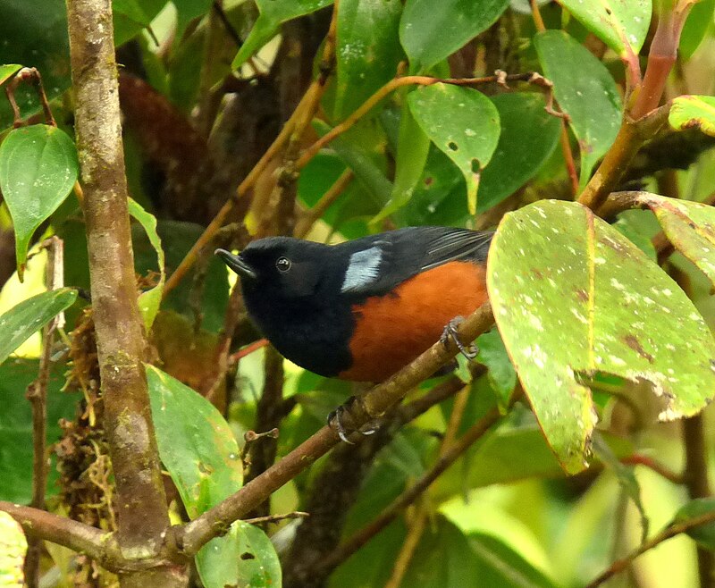 Chestnut-bellied Flowerpiercer (Diglossa gloriosissima) photo
