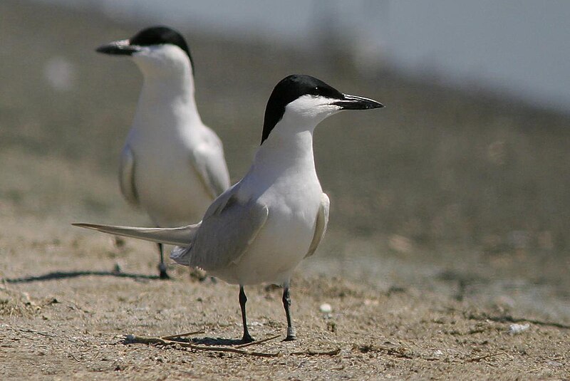 Gull-billed Tern (Gelochelidon nilotica) photo