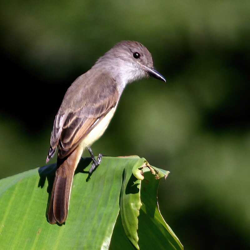 Lesser Antillean Flycatcher (Myiarchus oberi) photo