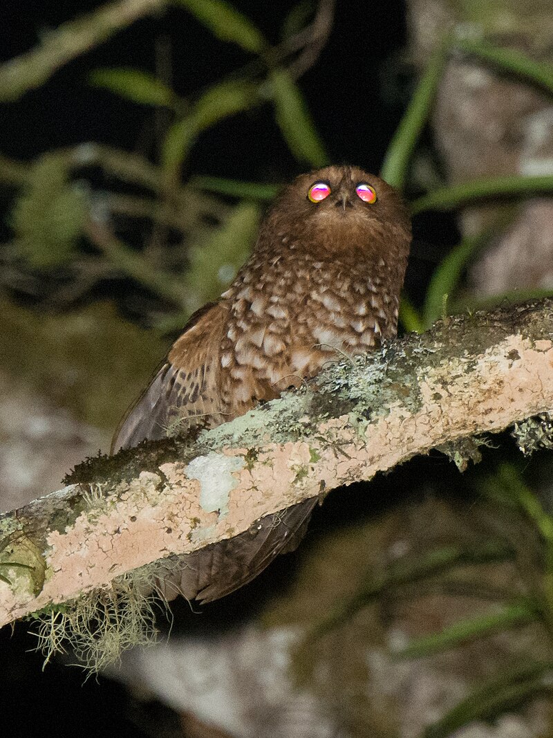 Cinnabar Boobook (Ninox ios) photo