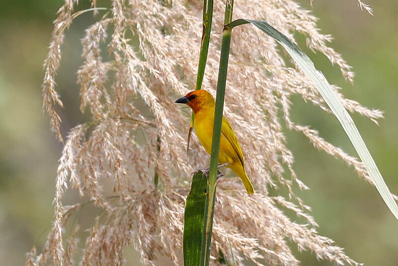 Ruvu Weaver (Ploceus holoxanthus) photo