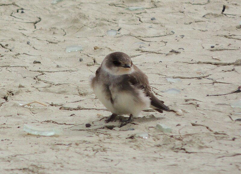 Pale Martin (Riparia diluta) photo
