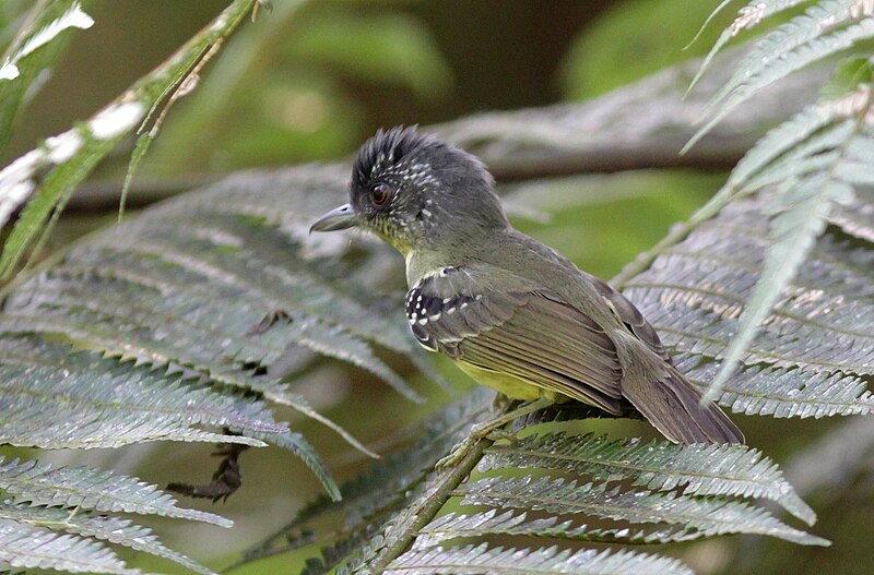 Spot-breasted Antvireo (Dysithamnus stictothorax) photo