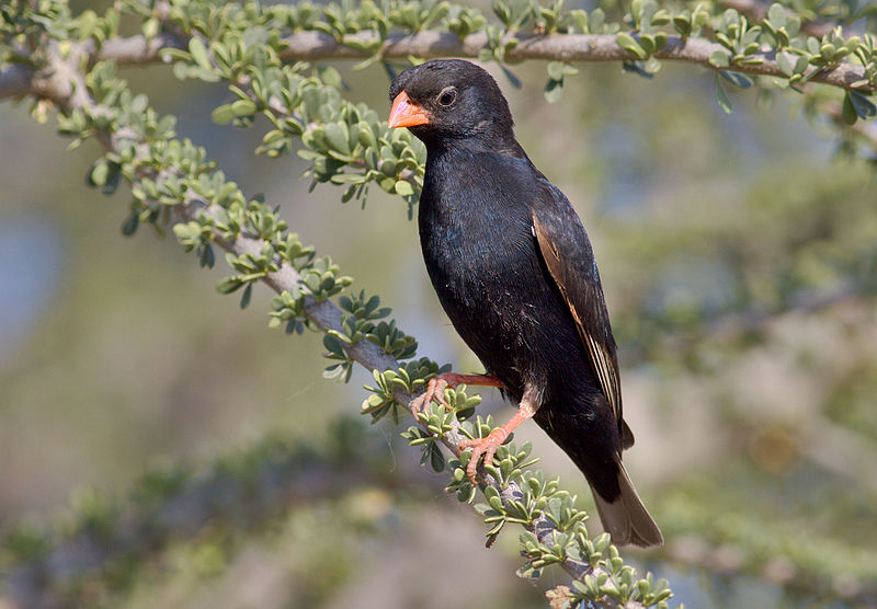 Village Indigobird (Vidua chalybeata) photo