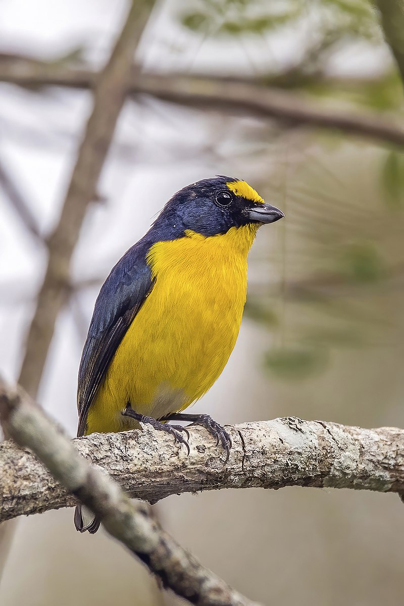 Yellow-throated Euphonia (Euphonia hirundinacea) photo