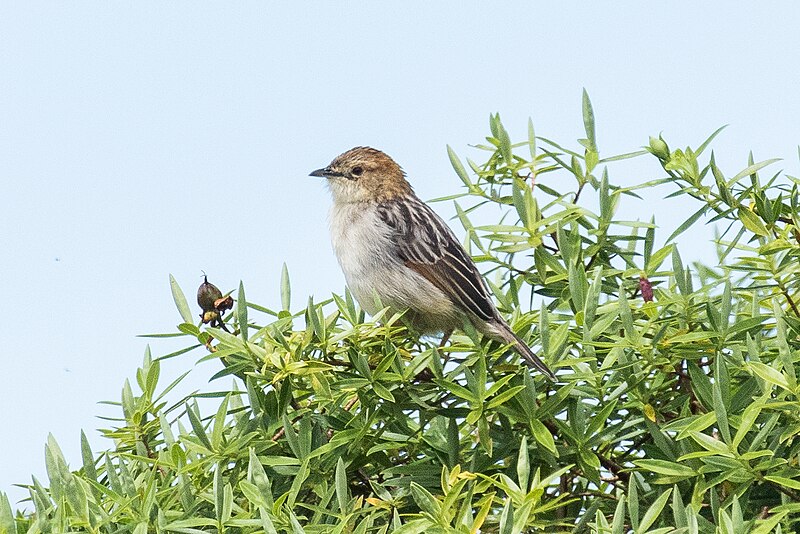 Aberdare Cisticola (Cisticola aberdare) photo