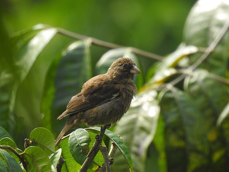 Principe Seedeater (Crithagra rufobrunnea) photo
