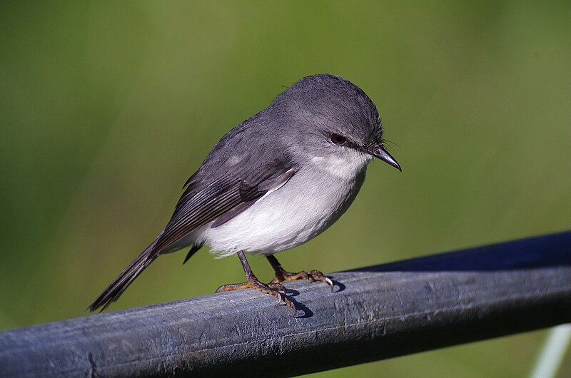 White-breasted Robin (Eopsaltria georgiana) photo
