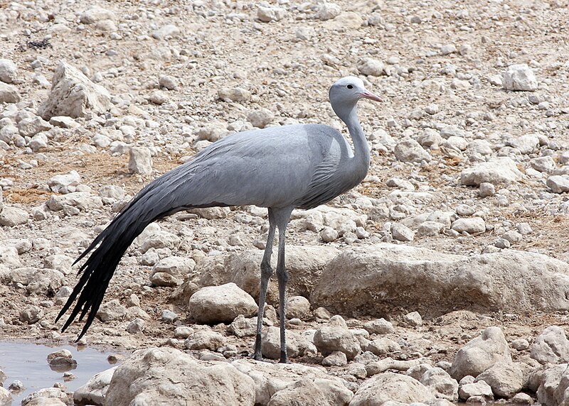 Blue Crane (Grus paradiseus) photo