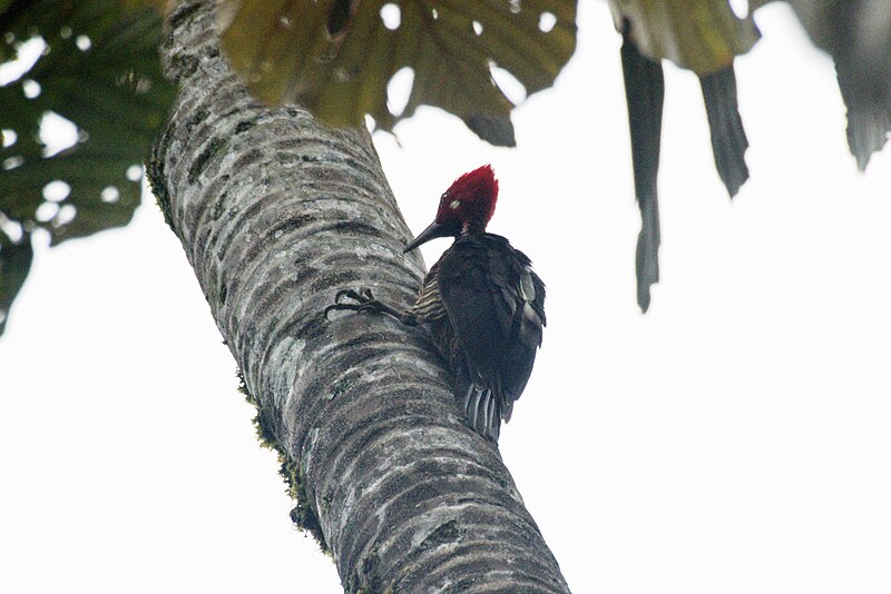 Guayaquil Woodpecker (Campephilus gayaquilensis) photo