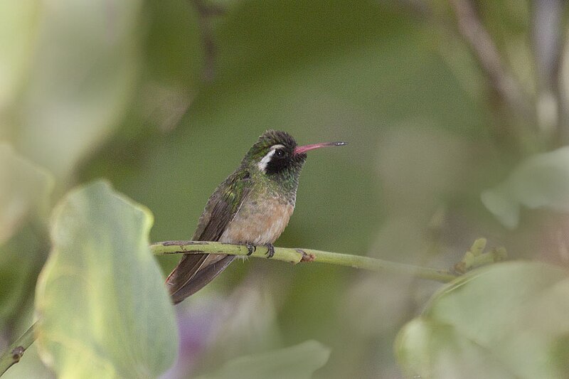 Xantus's Hummingbird (Basilinna xantusii) photo