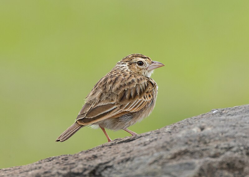 Indian Bushlark (Plocealauda erythroptera) photo