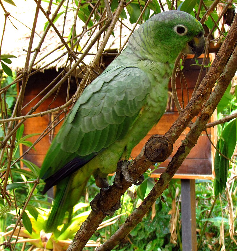 Mealy Amazon (Amazona farinosa) photo