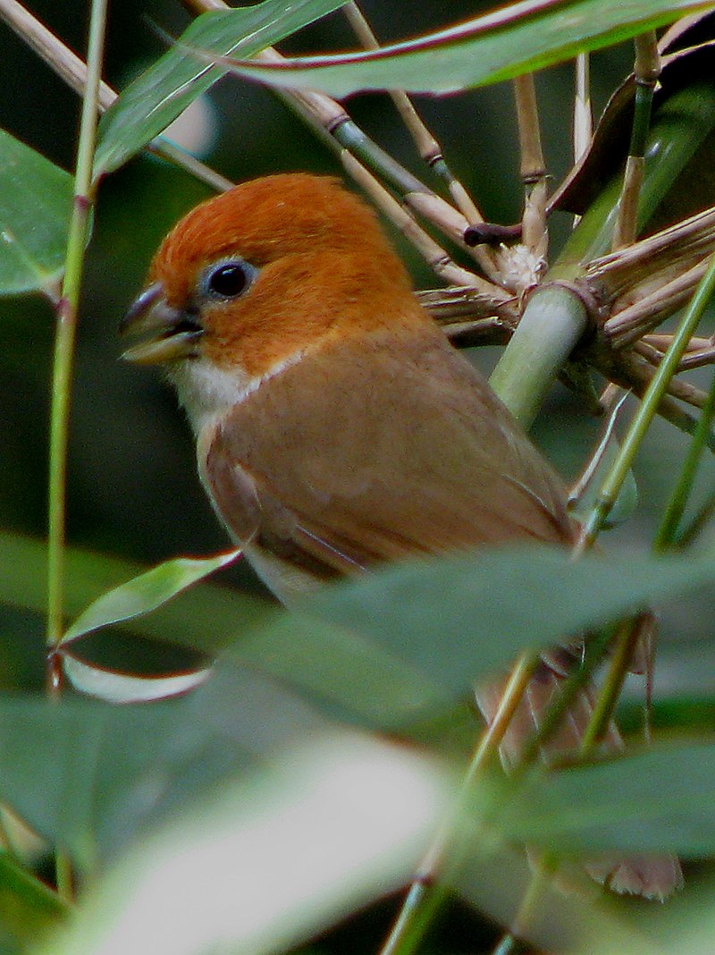 White-breasted Parrotbill (Paradoxornis ruficeps) photo