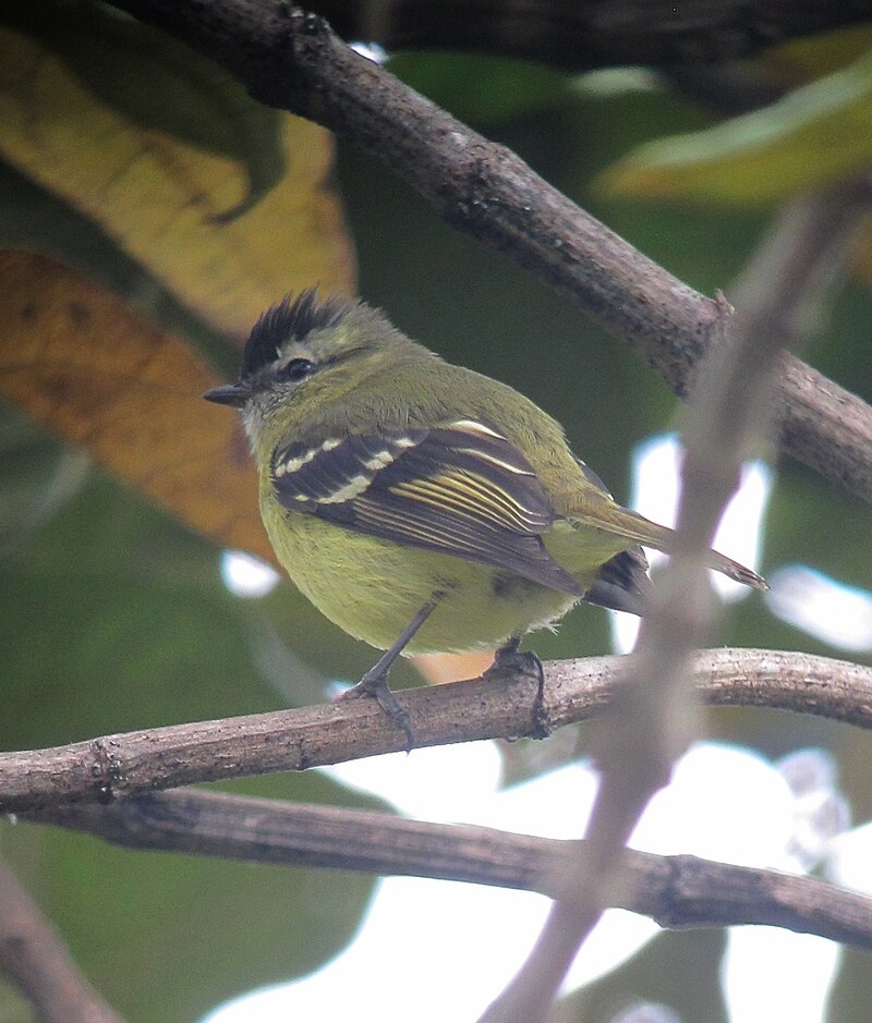 Black-capped Tyrannulet (Tyranniscus nigrocapillus) photo
