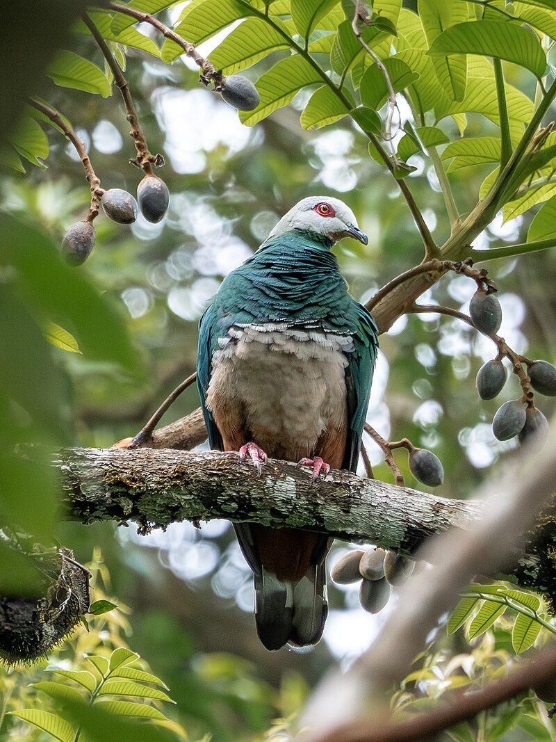Pink-bellied Imperial-Pigeon (Ducula poliocephala) photo