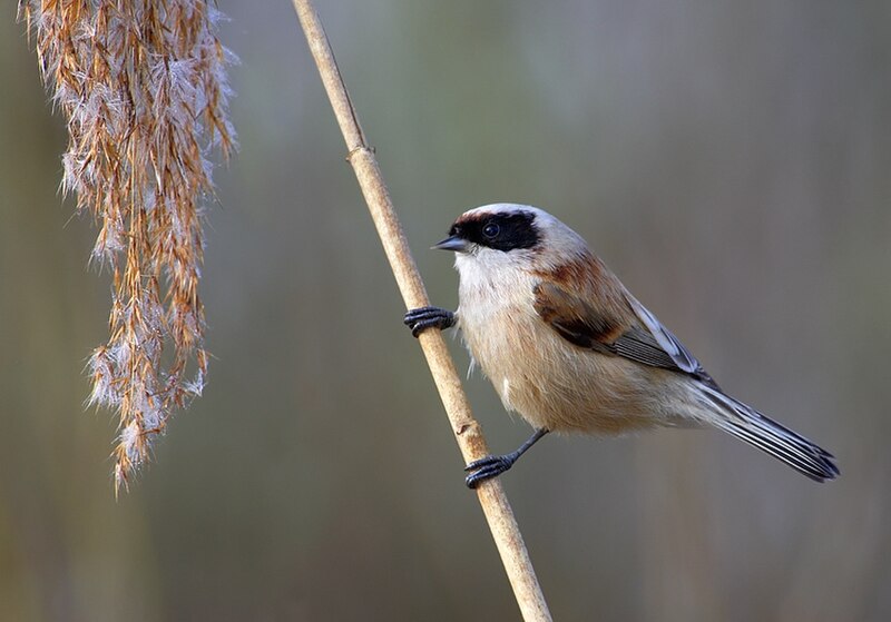 Eurasian Penduline-Tit (Remiz pendulinus) photo
