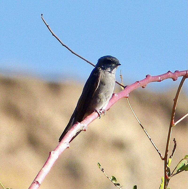 Madagascar Martin (Riparia cowani) photo