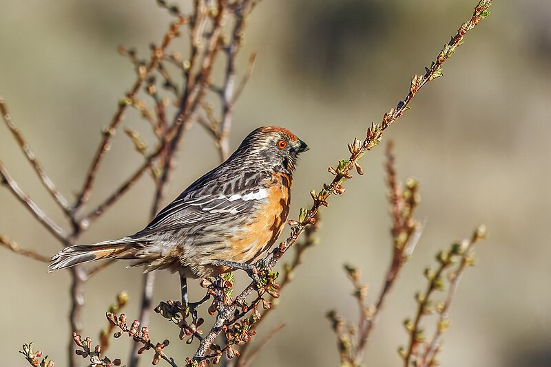 Rufous-tailed Plantcutter (Phytotoma rara) photo