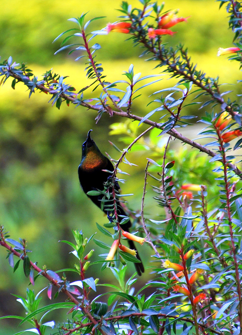Purple-breasted Sunbird (Nectarinia purpureiventris) photo