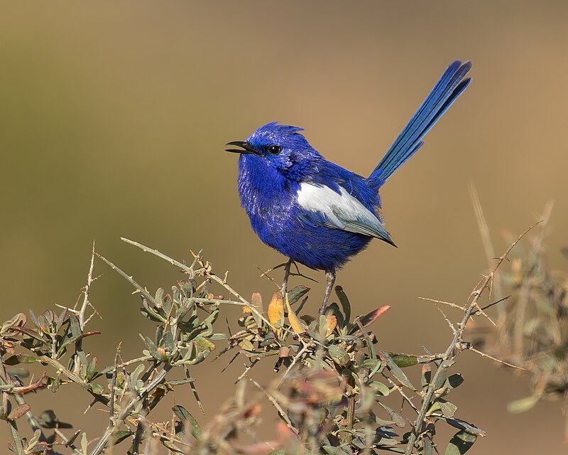 White-winged Fairywren (Malurus leucopterus) photo