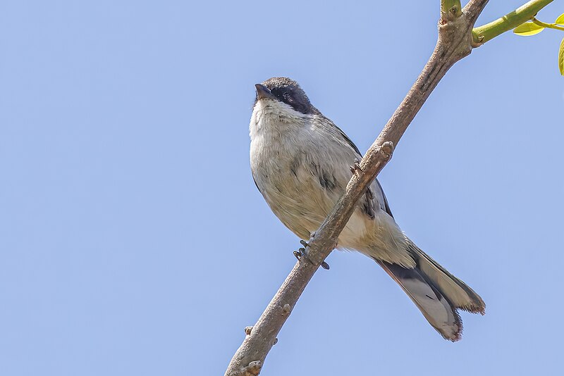 Black-capped Warbling Finch (Microspingus melanoleucus) photo