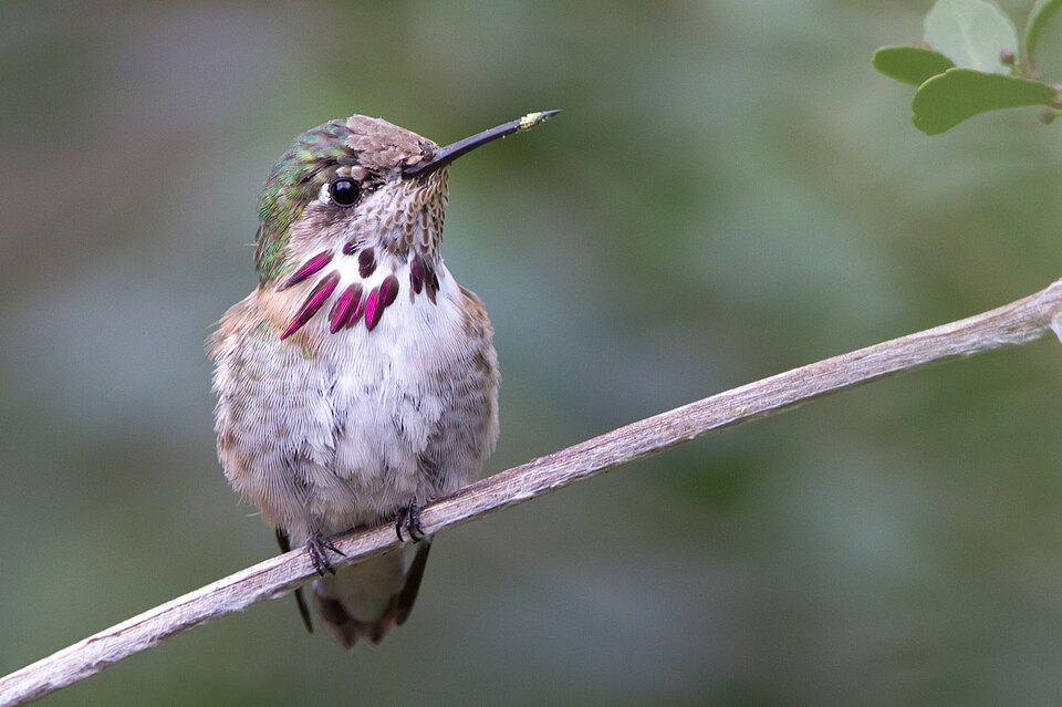 Calliope Hummingbird (Selasphorus calliope)