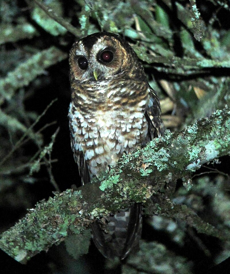 Rufous-banded Owl (Strix albitarsis) photo