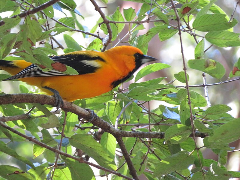 Orange Oriole (Icterus auratus) photo