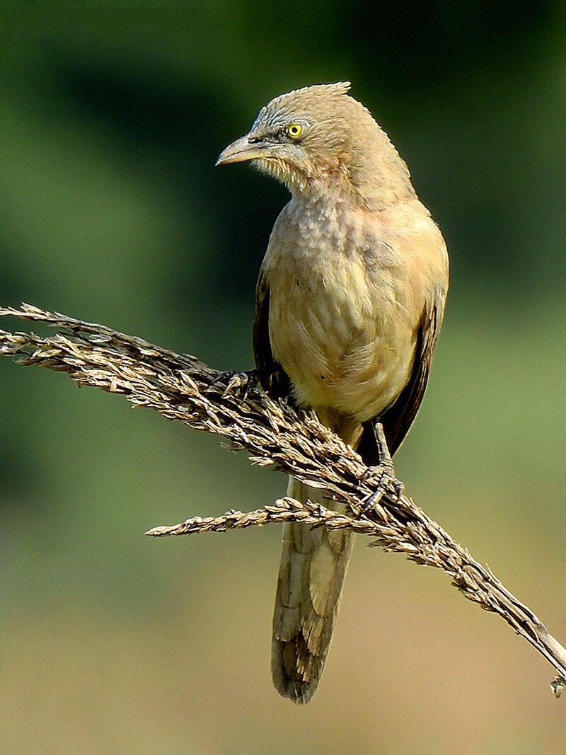 Large Gray Babbler (Argya malcolmi) photo