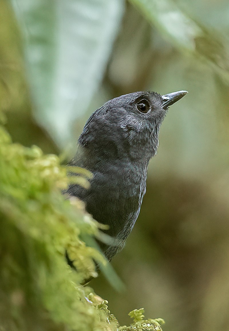 Tatama Tapaculo (Scytalopus alvarezlopezi) photo