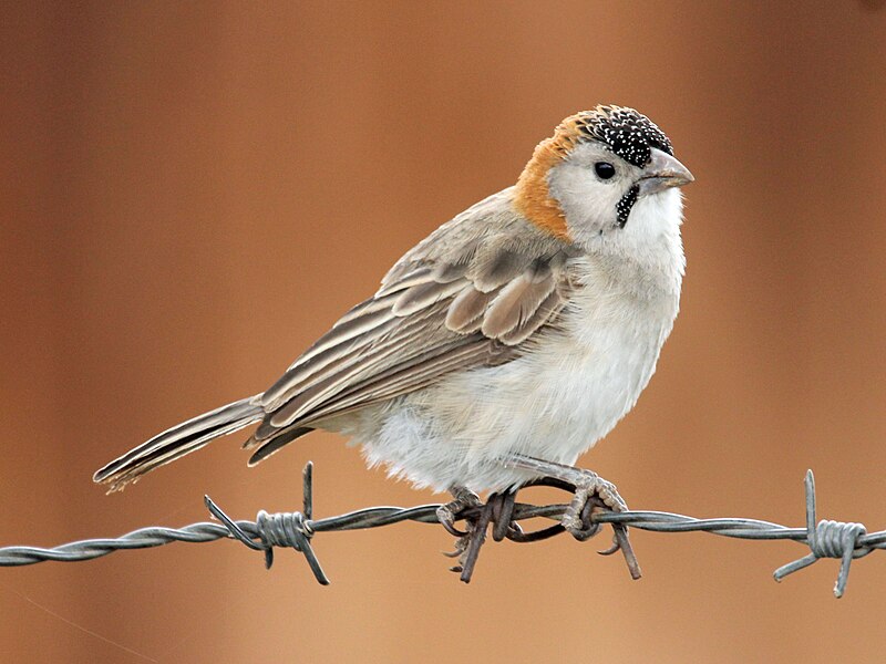 Speckle-fronted Weaver (Sporopipes frontalis) photo
