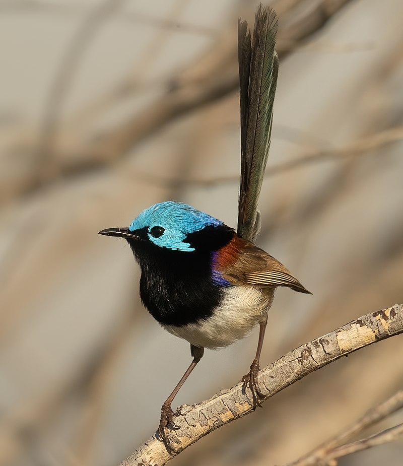 Variegated Fairywren (Malurus lamberti) photo