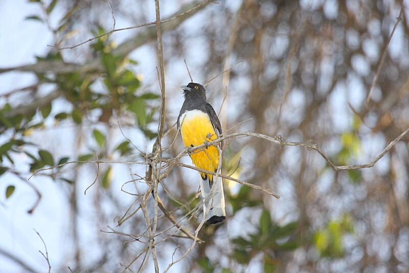 Citreoline Trogon (Trogon citreolus) photo