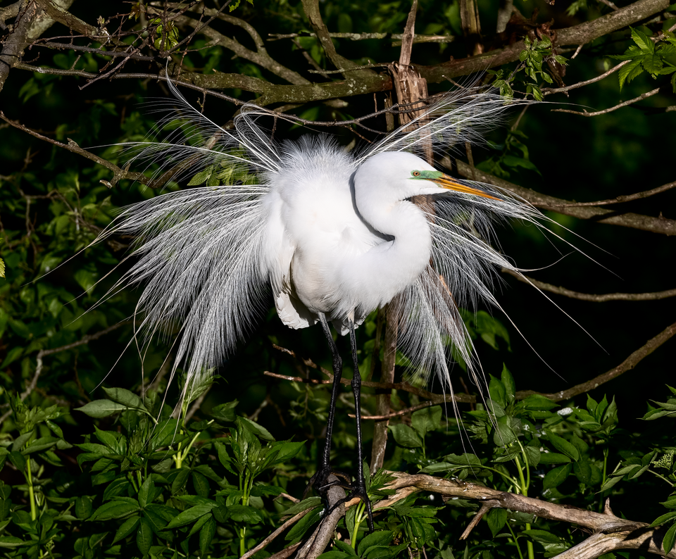 Great Egret (Ardea alba)