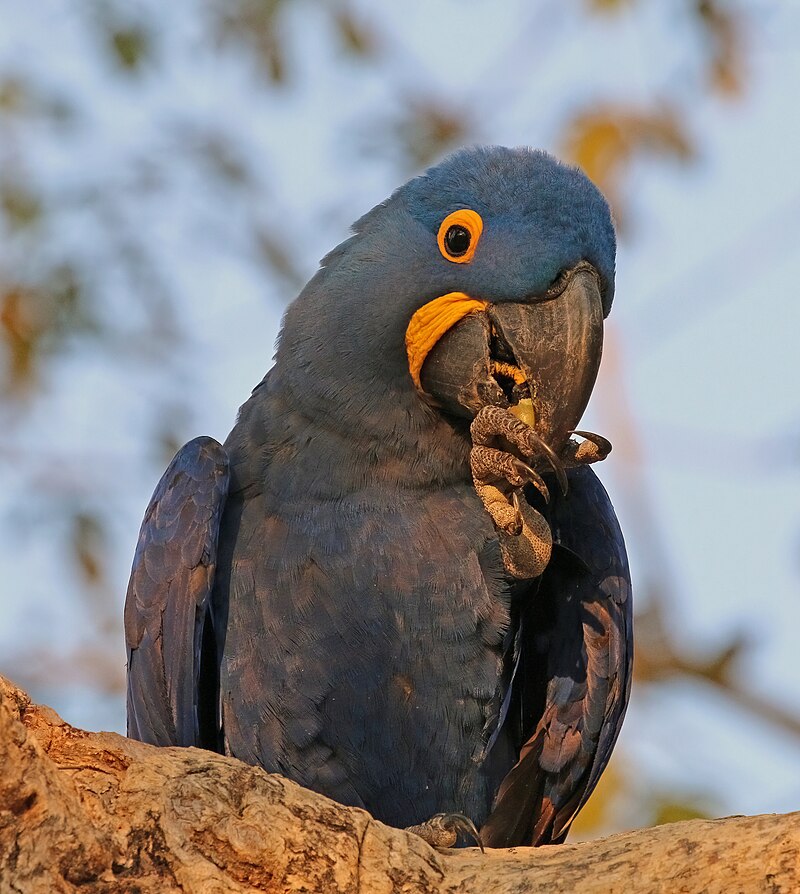 Hyacinth Macaw (Anodorhynchus hyacinthinus) photo