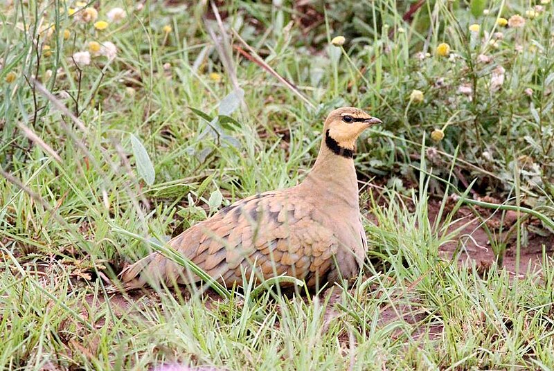 Yellow-throated Sandgrouse (Pterocles gutturalis) photo