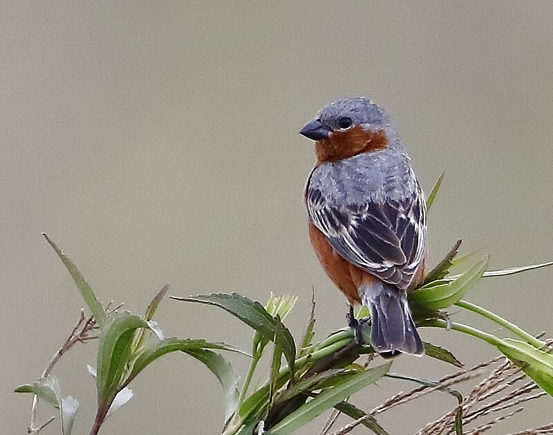 Rufous-rumped Seedeater (Sporophila hypochroma) photo