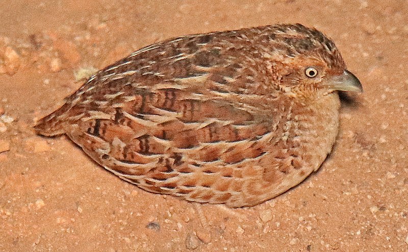 Little Buttonquail (Turnix velox) photo