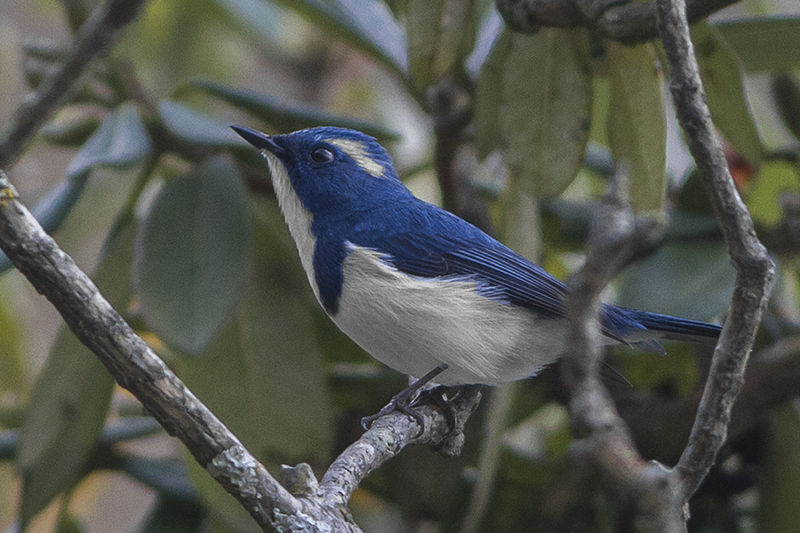 Ultramarine Flycatcher (Ficedula superciliaris) photo