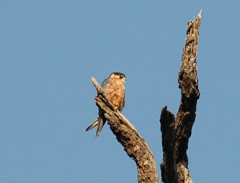 African Hobby (Falco cuvierii) photo