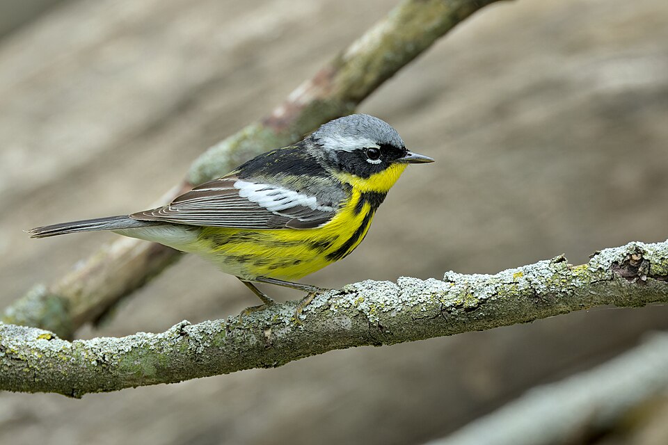 Magnolia Warbler (Setophaga magnolia)